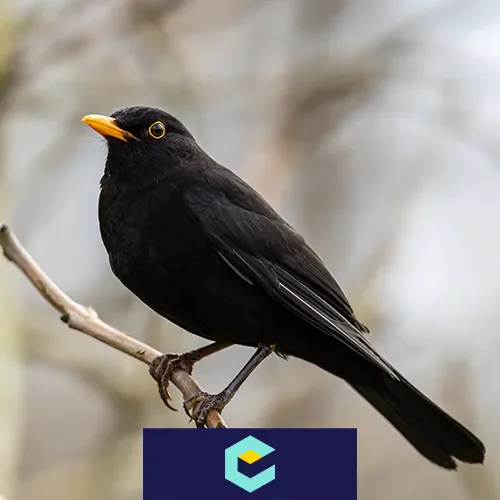 amsel sterben usutuvirus