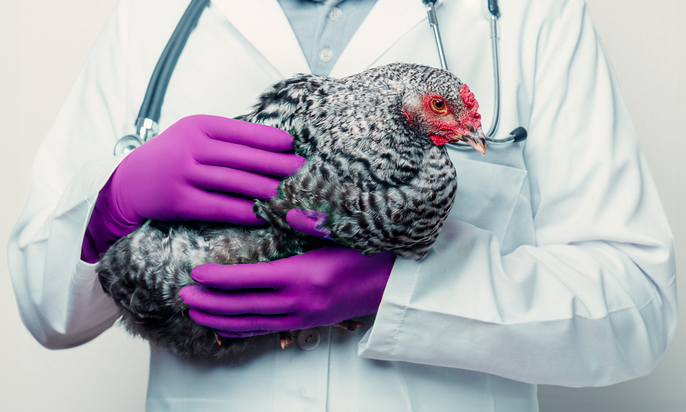 Nitrilhandschuhe, dunkellila, lila, Größe L, puderfrei, Style Prune by Med-Comfort