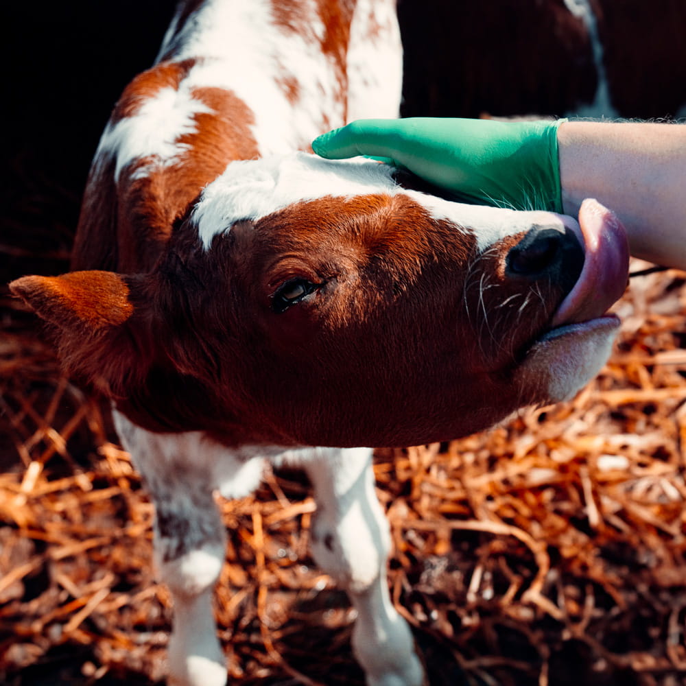 Nitrilhandschuhe, grün, Größe L, puderfrei, Nature Gloves by Med-Comfort Nitrilhandschuhe, grün, Größe L, puderfrei, Nature Gloves by Med-Comfort